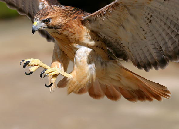 Hawk and Prey